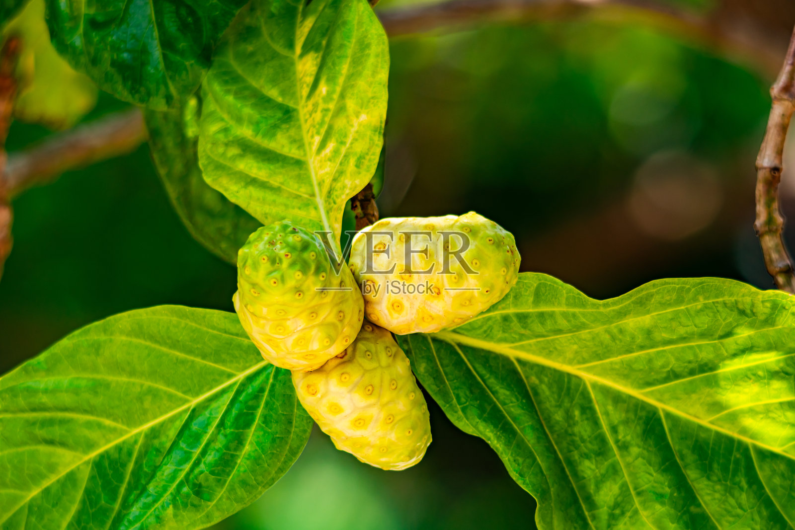 有叶子的伟大的巴戟达果实。照片摄影图片