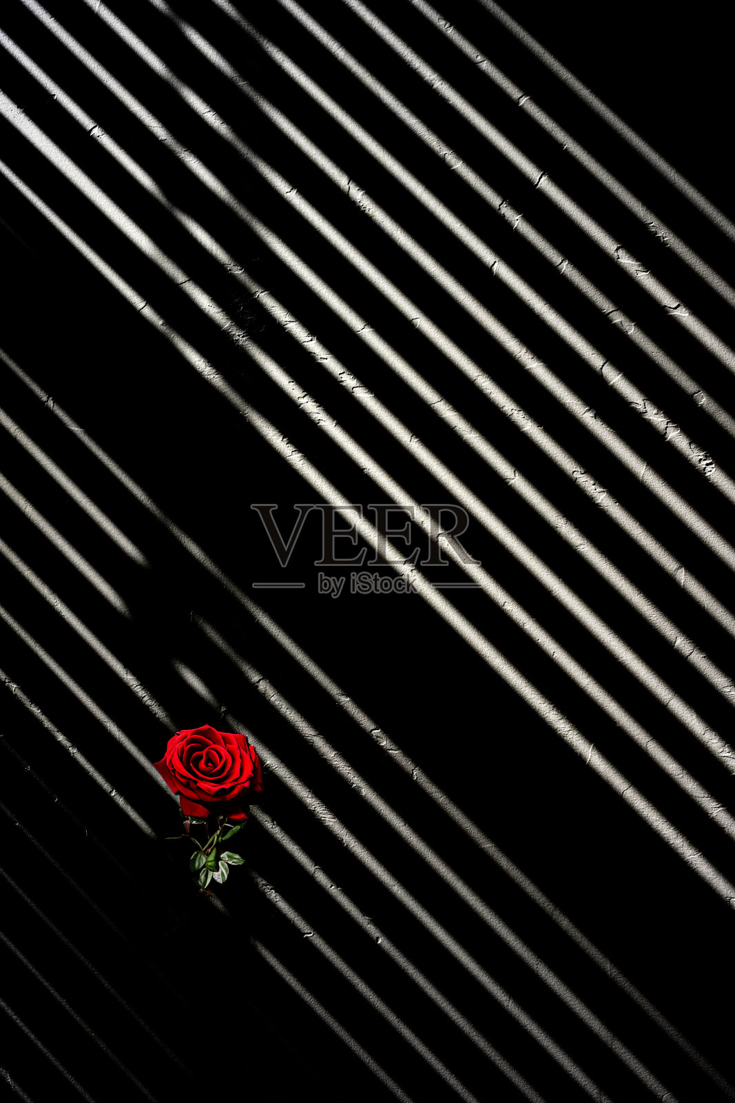 抽象神秘的几何背景的光和阴影上粗犷的纹理与黑色和白色的颜色和红玫瑰的创意动态暗示的背景照片摄影图片