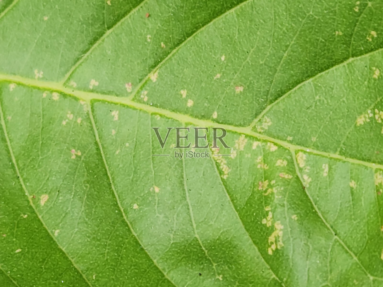 番石榴树叶:充满活力的绿色之美照片摄影图片