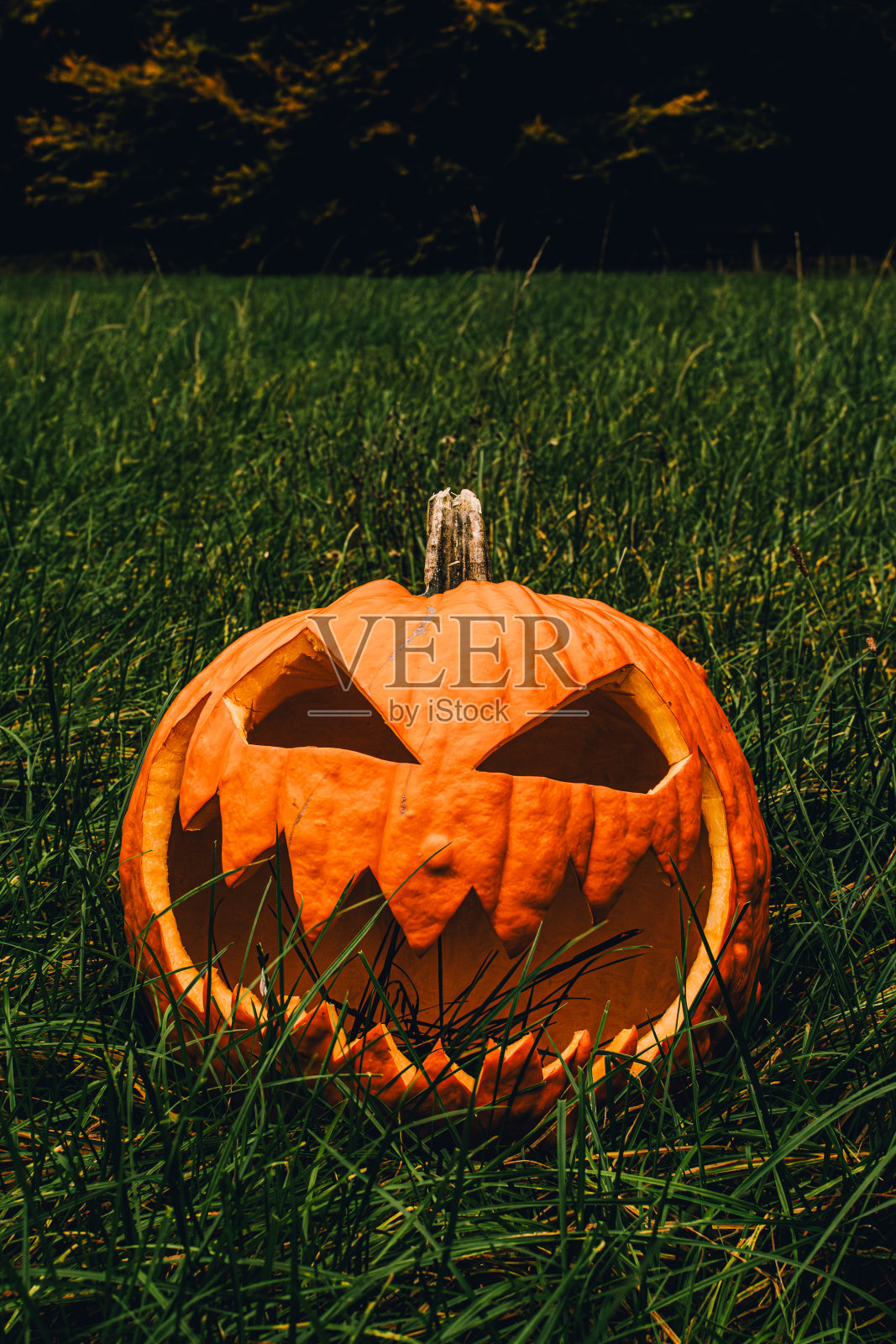 万圣节前夜，南瓜灯躺在绿色的十月草地上照片摄影图片