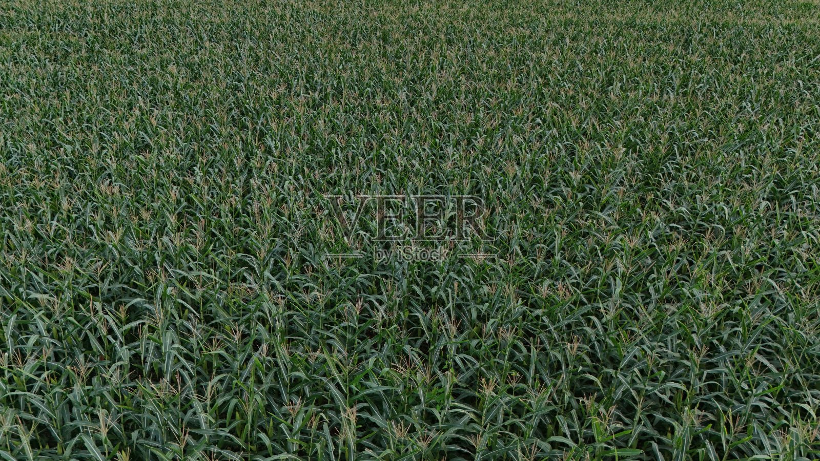 玉米地里绿色的玉米杆和穗子，航拍无人机拍摄的玉米植物。高质量照片照片摄影图片