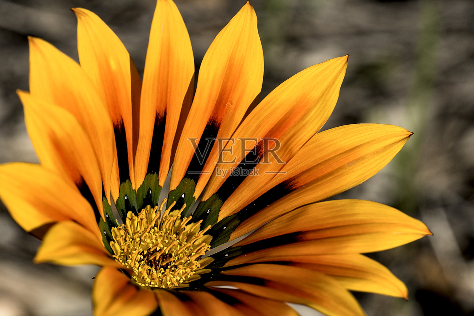 近距离接触弗洛拉照片摄影图片