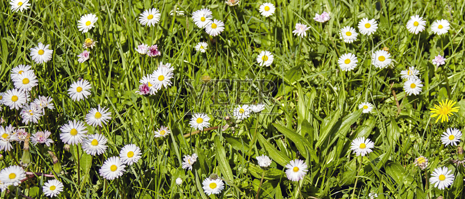 娇嫩的白色雏菊在温暖的阳光下，在郁郁葱葱的绿色田野上绽放。照片摄影图片