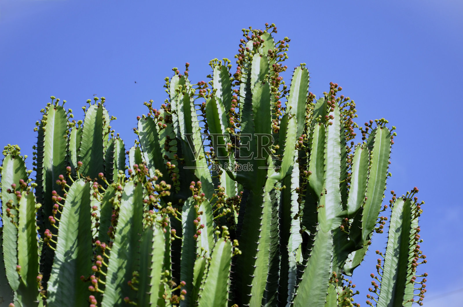 枝形烛台仙人掌的细节与鲜花和水果照片摄影图片