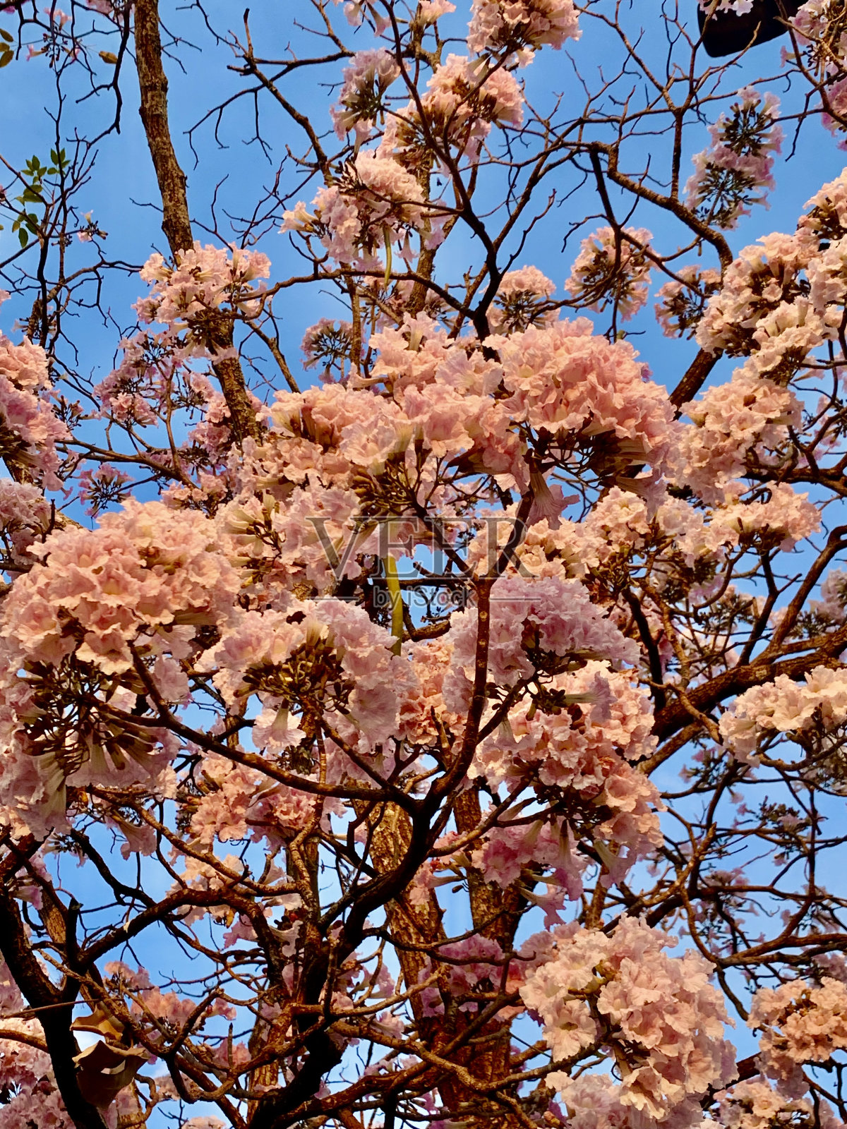粉红色Ipê在蓝色的天空背景。照片摄影图片