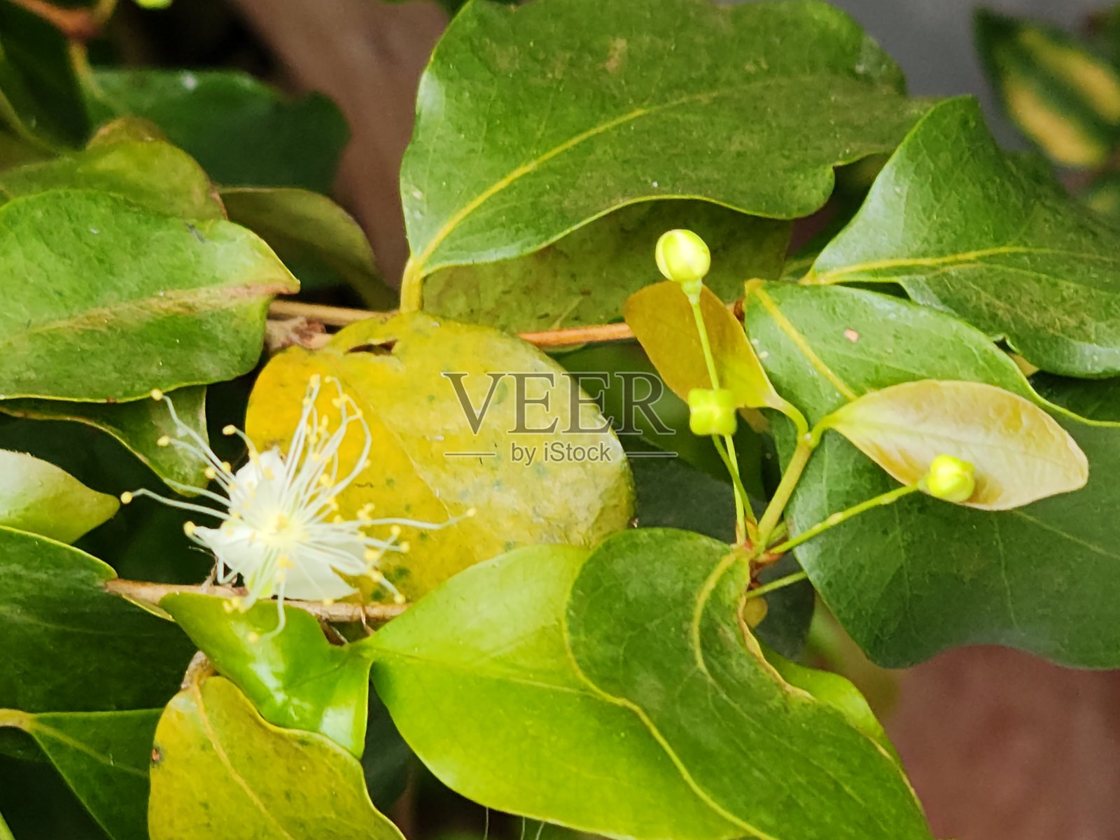 生命的开始:树上的皮坦加花蕾照片摄影图片