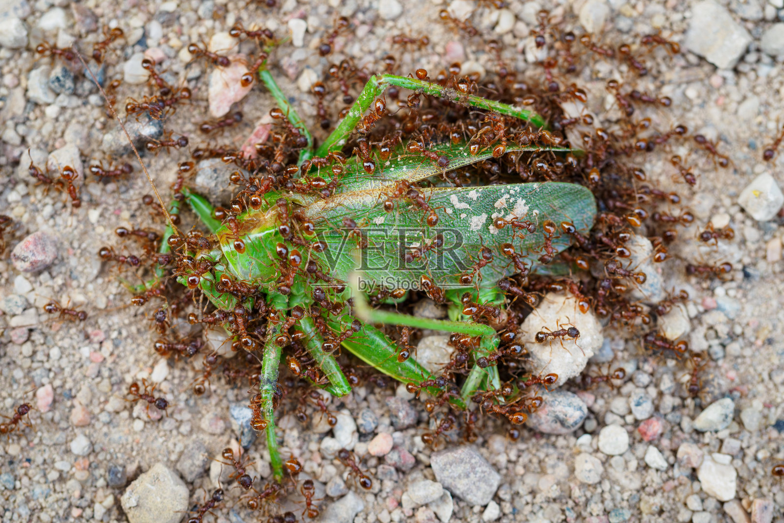 蚂蚁吃蟋蟀(蝼蚁)照片摄影图片