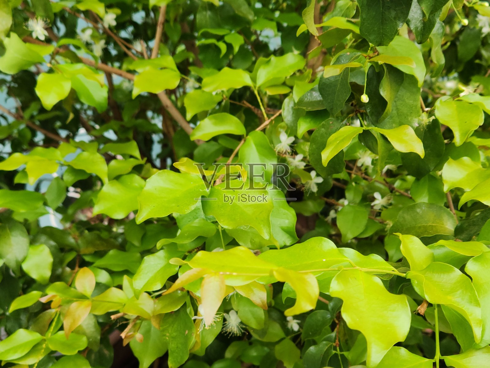 皮坦加花的魅力:白与香的辉煌照片摄影图片