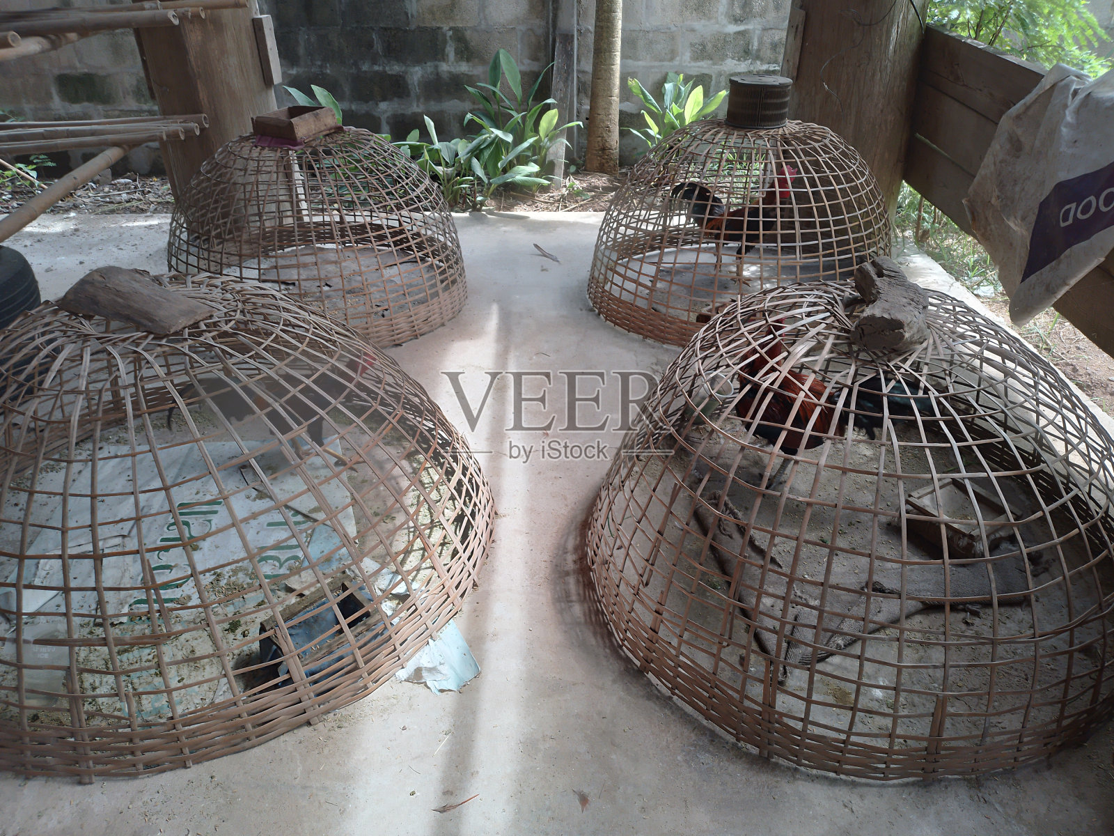 动物，鸡，笼子，背景，木头照片摄影图片