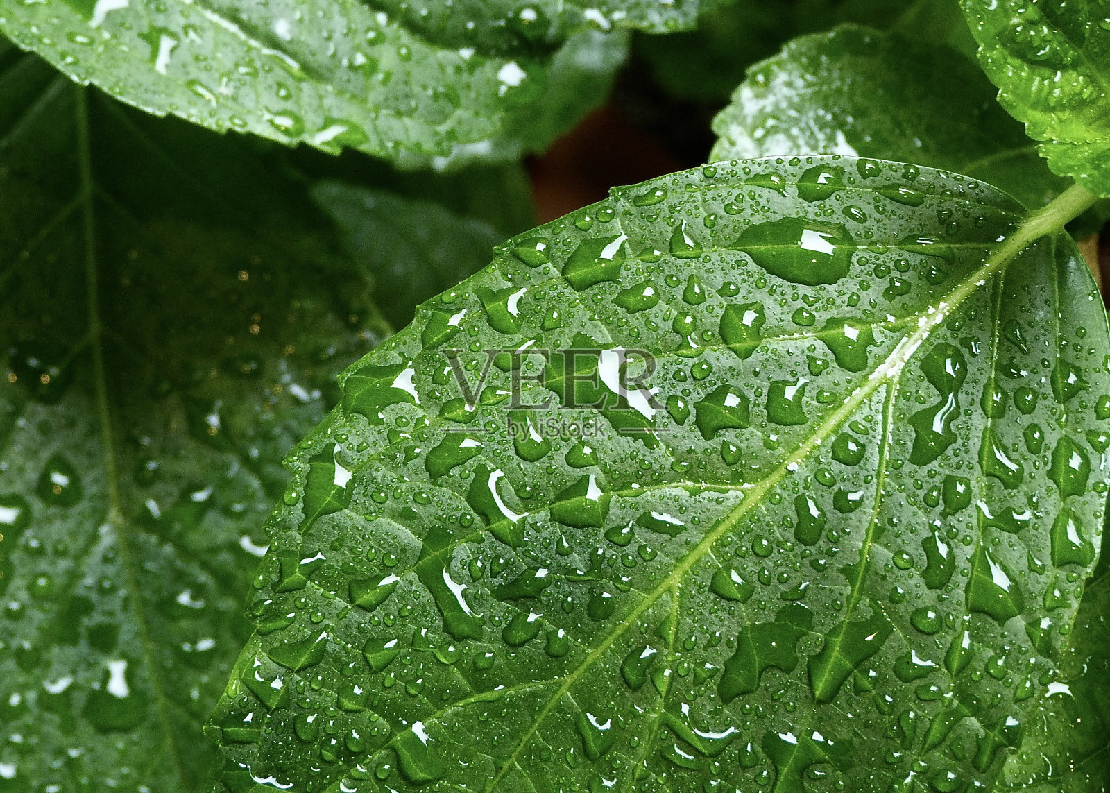 树叶上雨滴的特写照片摄影图片
