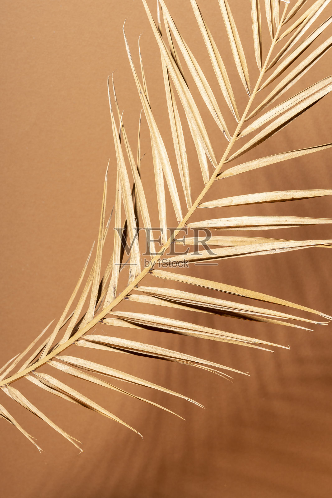 植物在棕色背景下的特写照片摄影图片