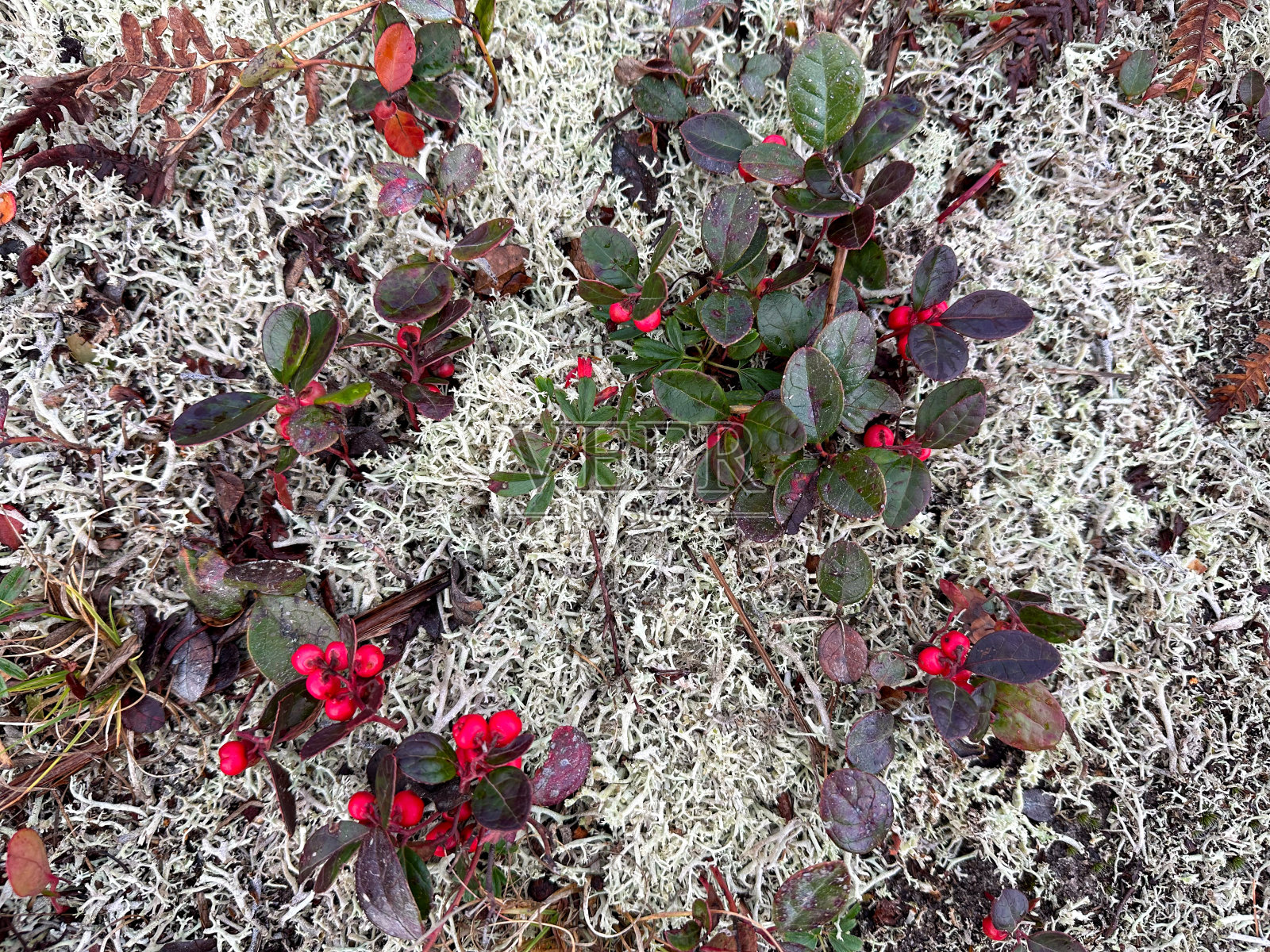 冬青和地衣森林地被物照片摄影图片