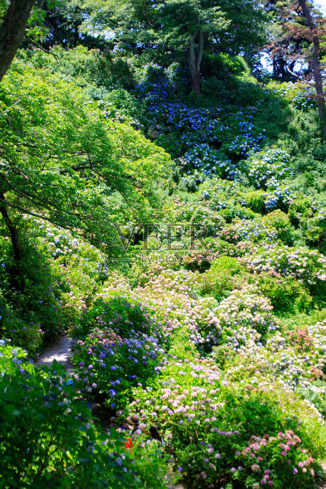 在日本下田，郁郁葱葱的花园盛开着鲜花照片摄影图片