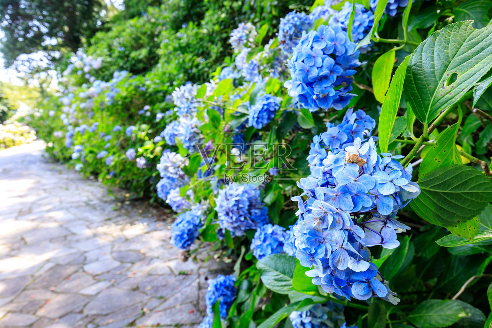 蓝色绣球花小径通向郁郁葱葱的绿色花园照片摄影图片