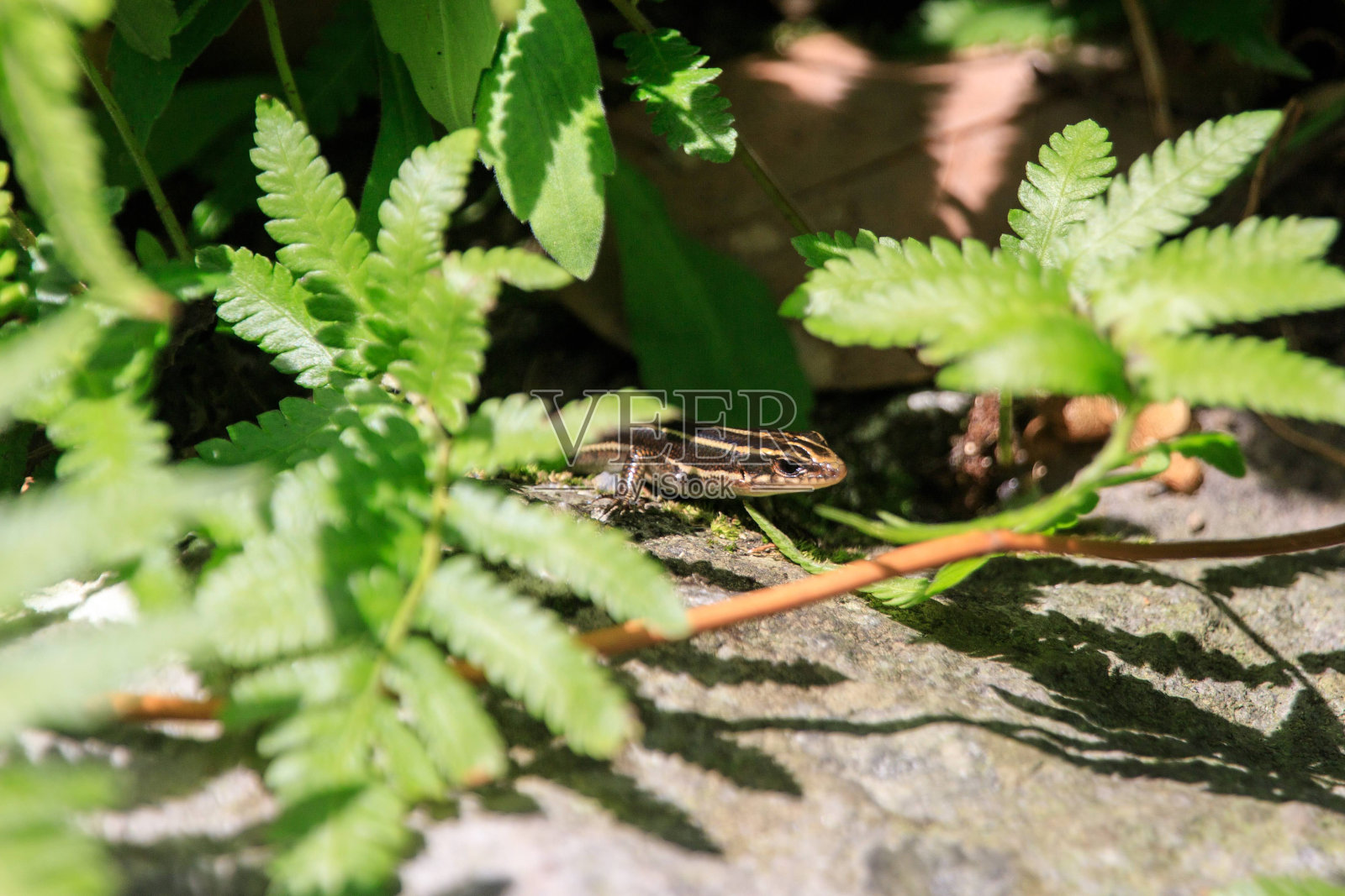 宁静的一刻:一只蜥蜴沐浴在早晨温暖的阳光下照片摄影图片
