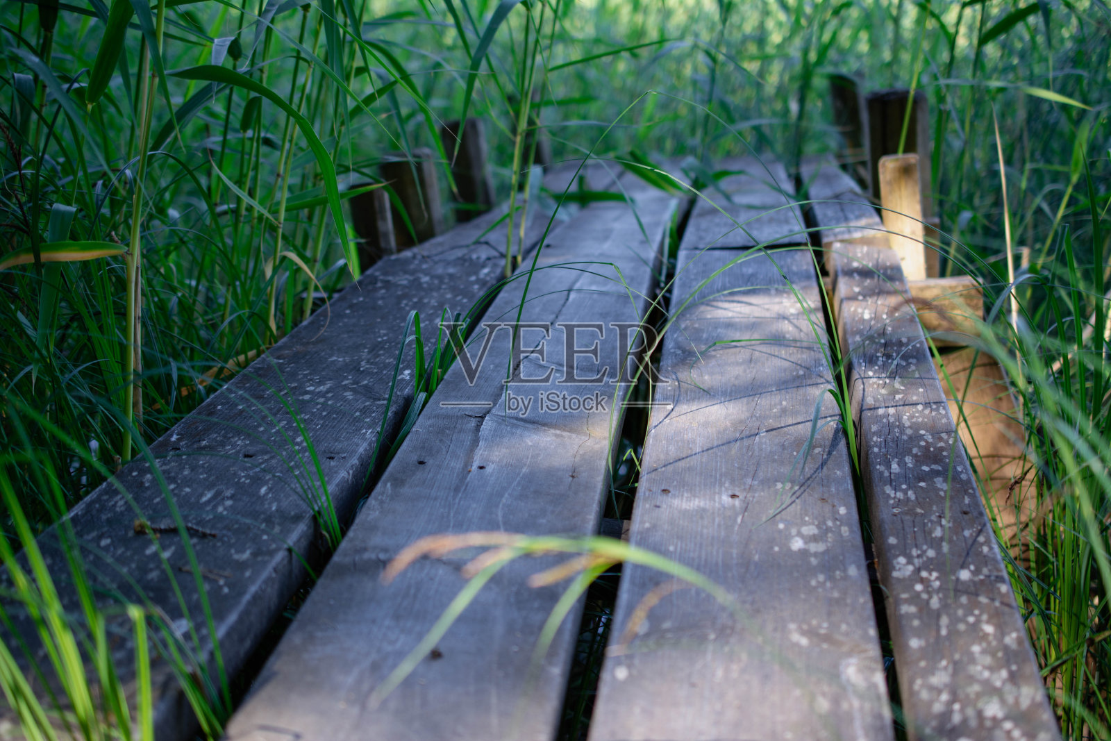 芦苇中的木制码头照片摄影图片