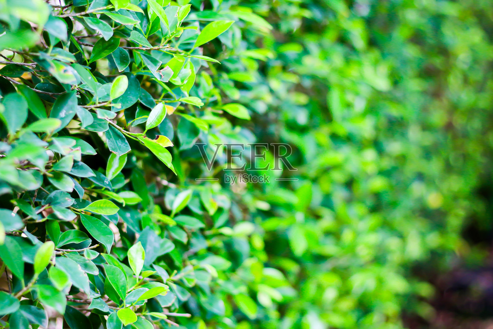 树叶和植物树的照片，概念自然和植物背景。照片摄影图片