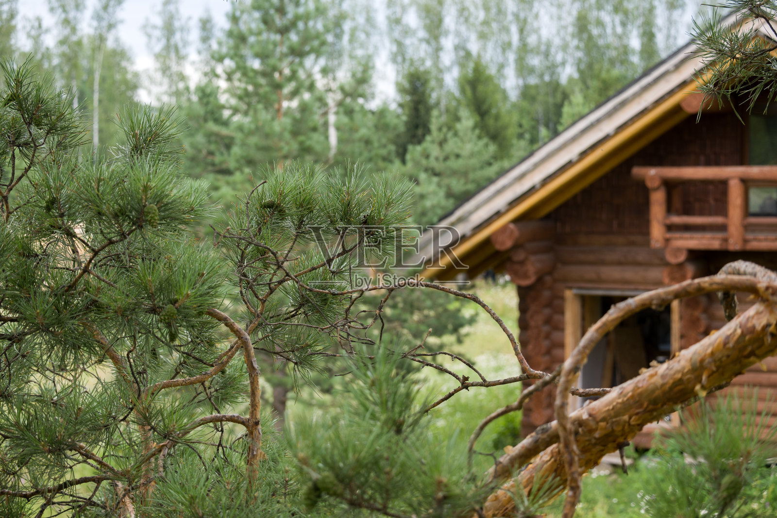 秋日的阳光透过高大的树冠。阳光透过一棵绿树的树冠——低角照片摄影图片