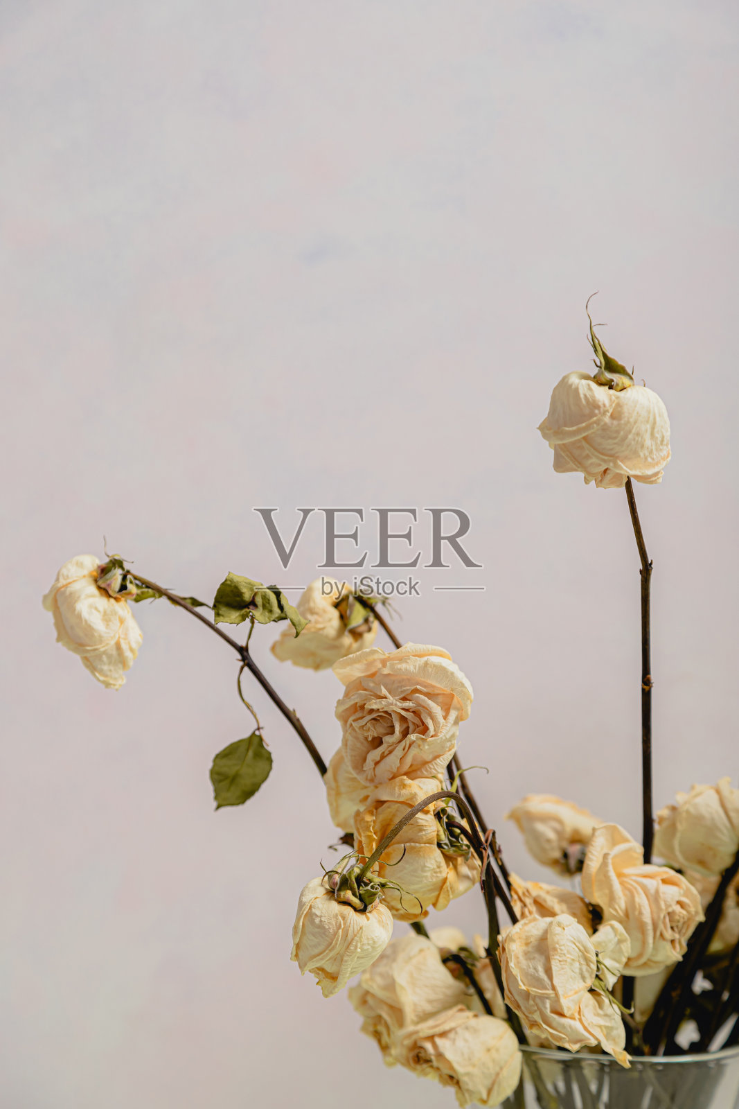 淡淡背景上的蔷薇静物照片摄影图片