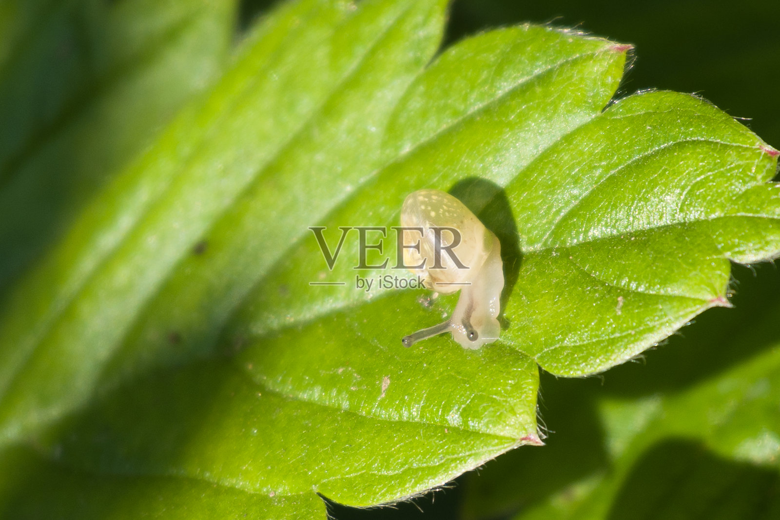 在室外花园的植物叶子上爬行的小蜗牛的特写，软体动物宏观照片摄影图片