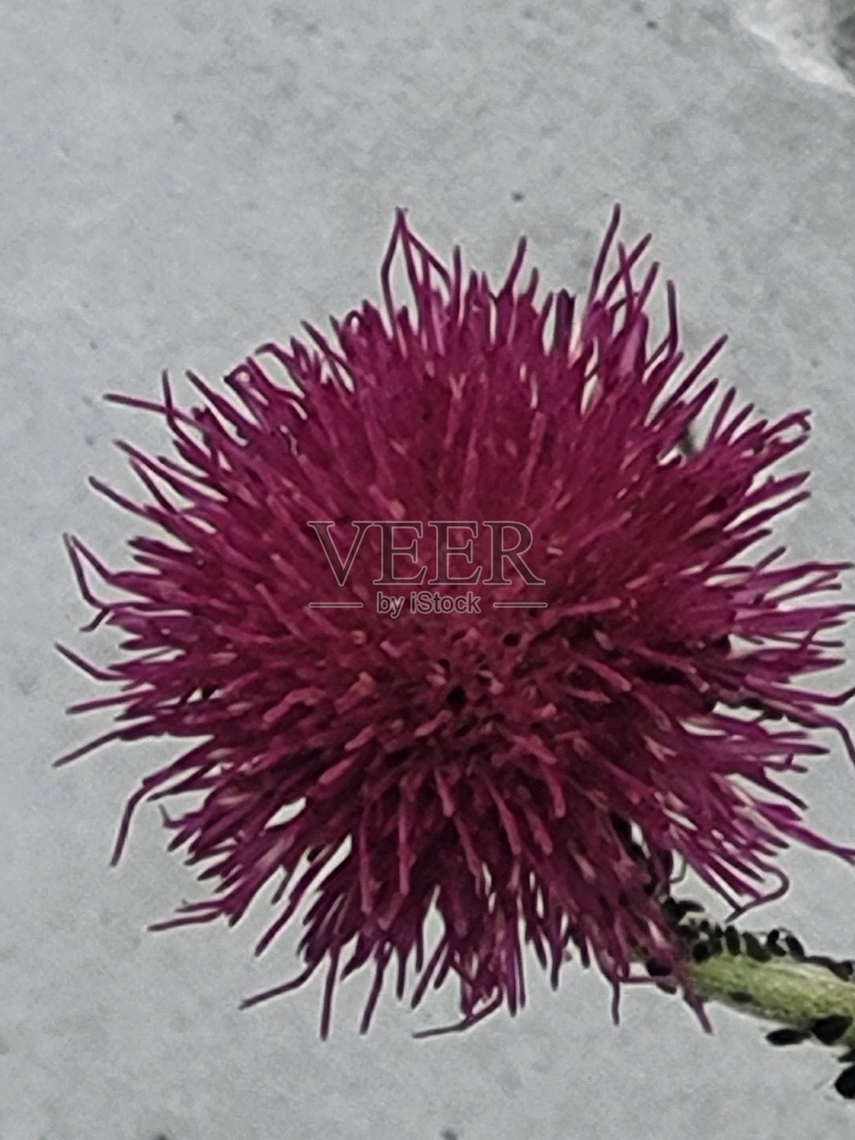 温哥华Kitsilano社区的植物和景观，摄于2024年8月照片摄影图片