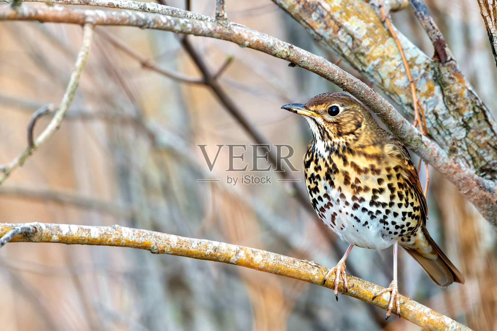画眉鸟(学名:Turdus philomelos) -常见于林地和公园照片摄影图片