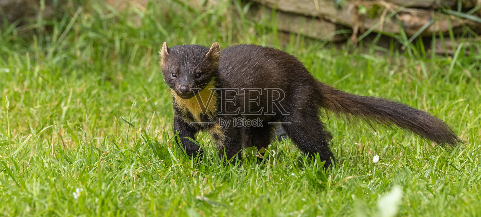 欧洲松貂照片摄影图片