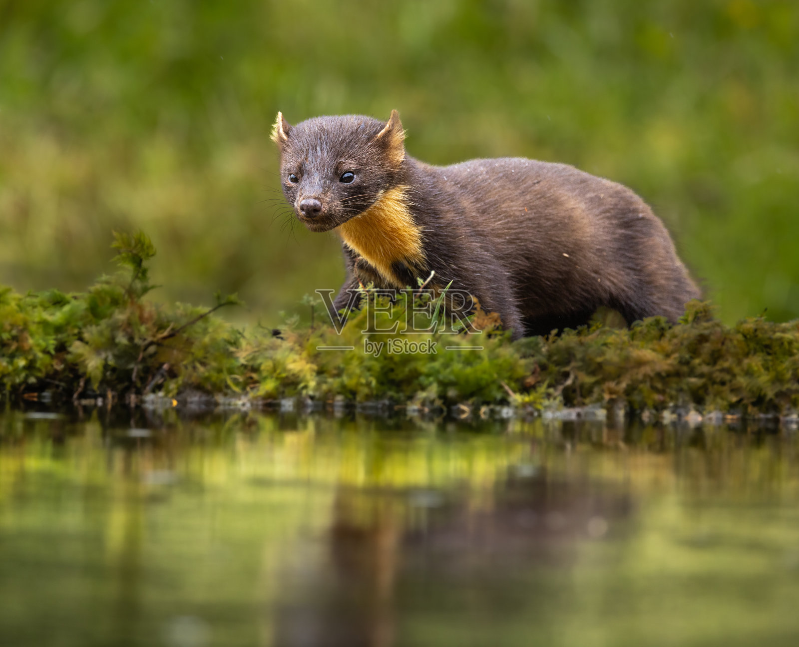 欧洲松貂照片摄影图片
