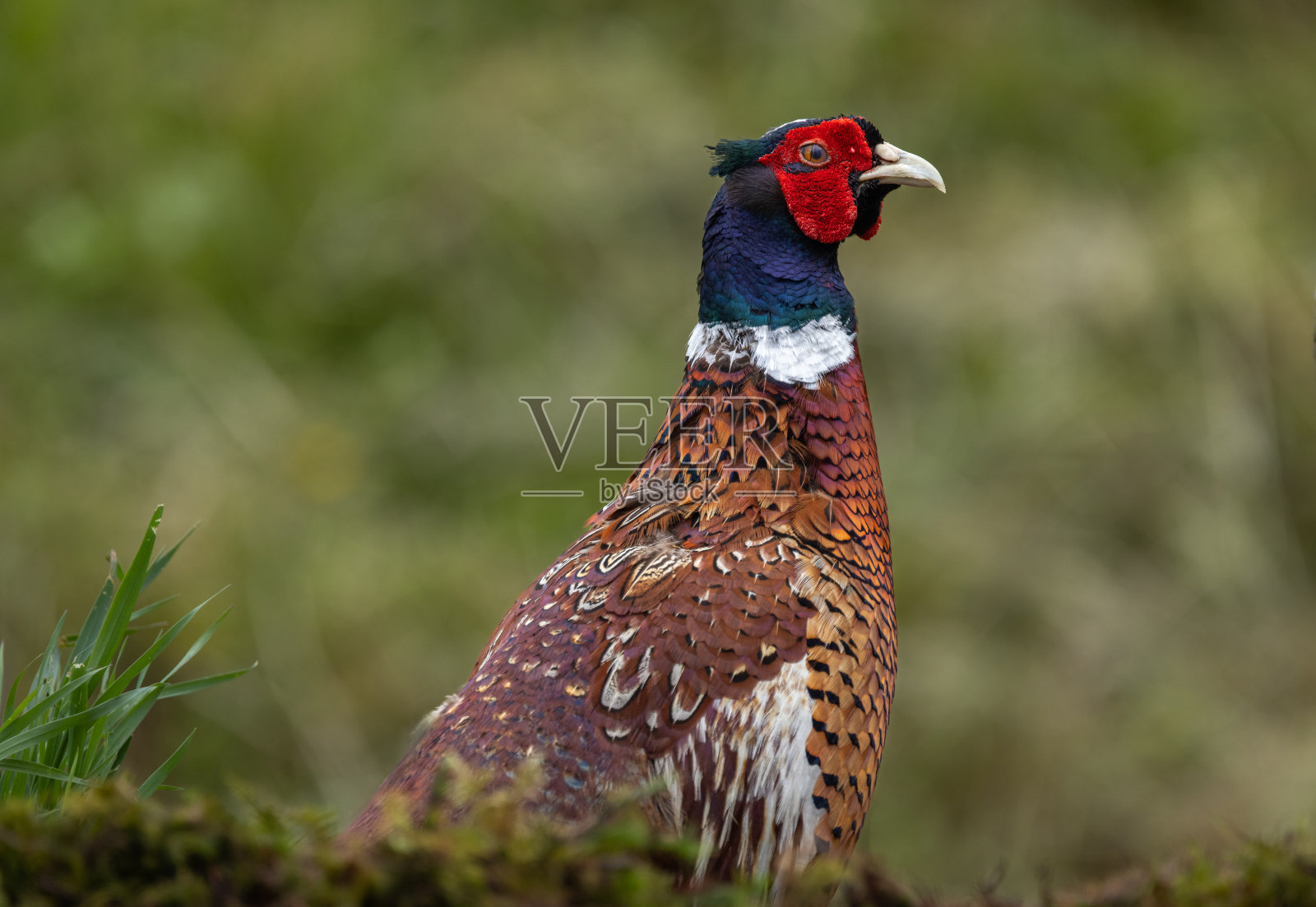 普通野鸡，雄性/公鸡照片摄影图片
