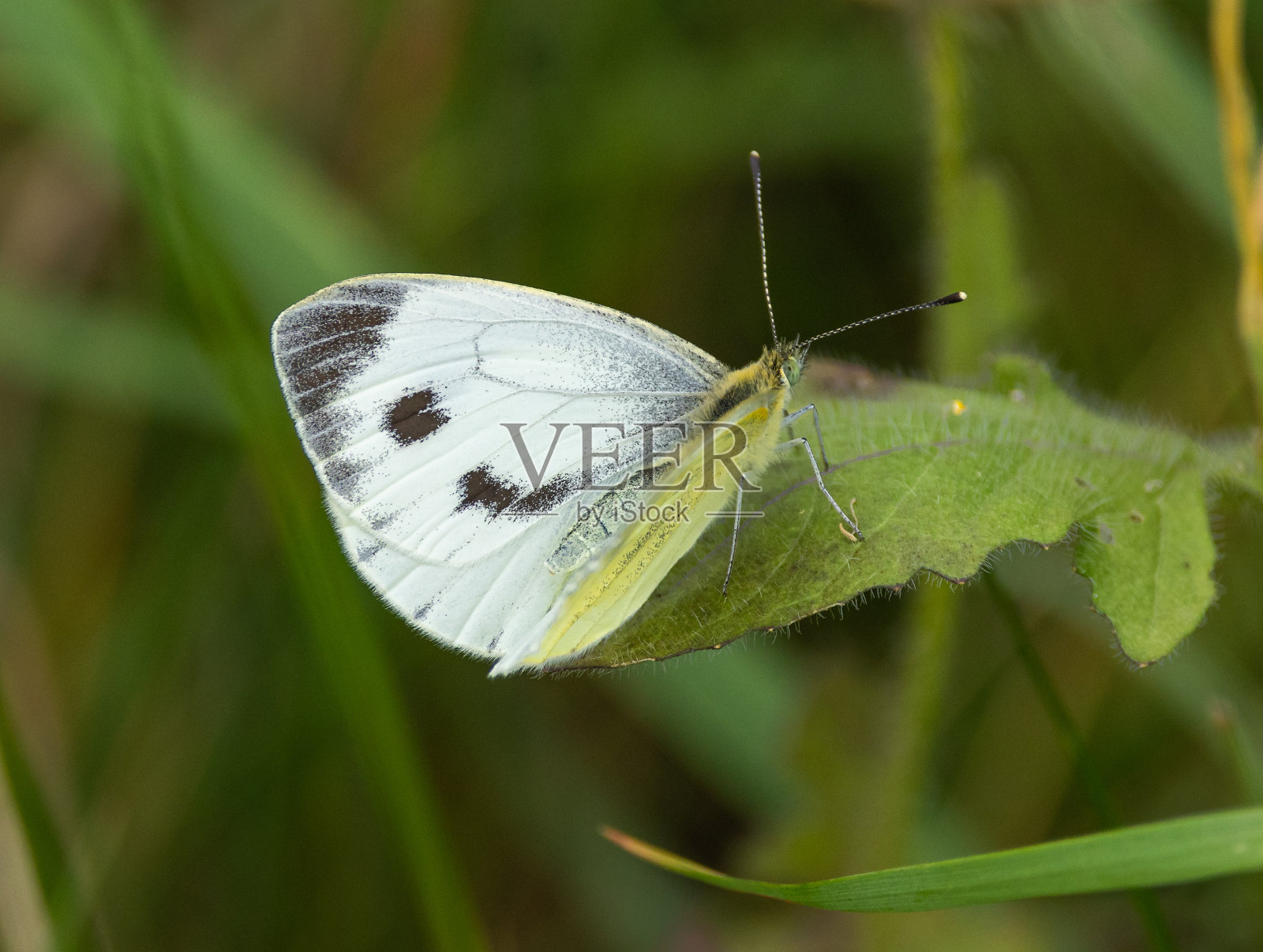 大白蝴蝶照片摄影图片