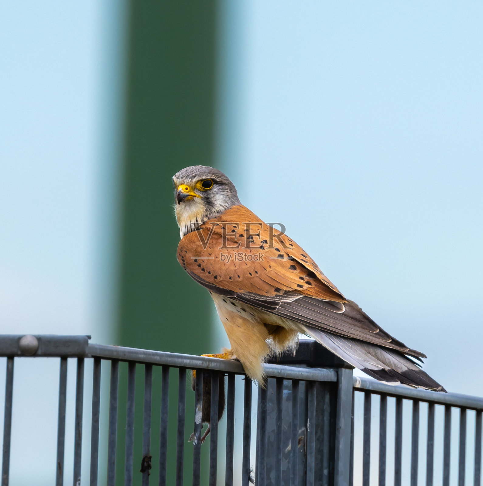 普通的红隼照片摄影图片