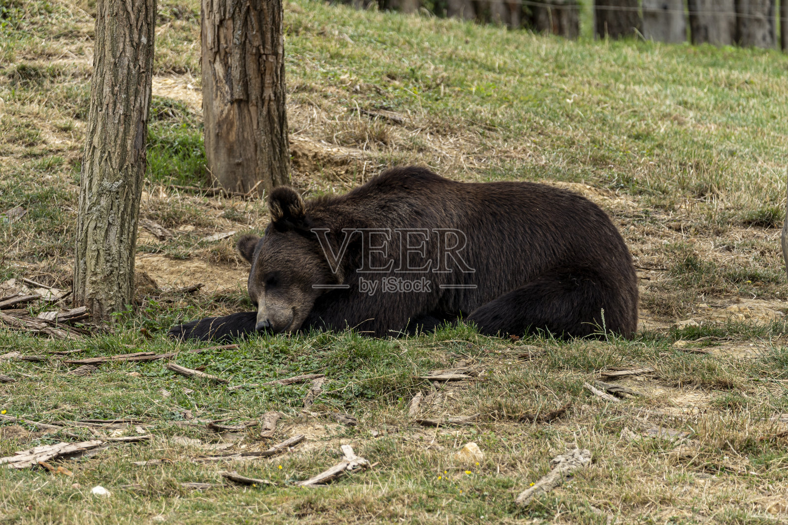 在灌木丛中睡觉的棕熊照片摄影图片