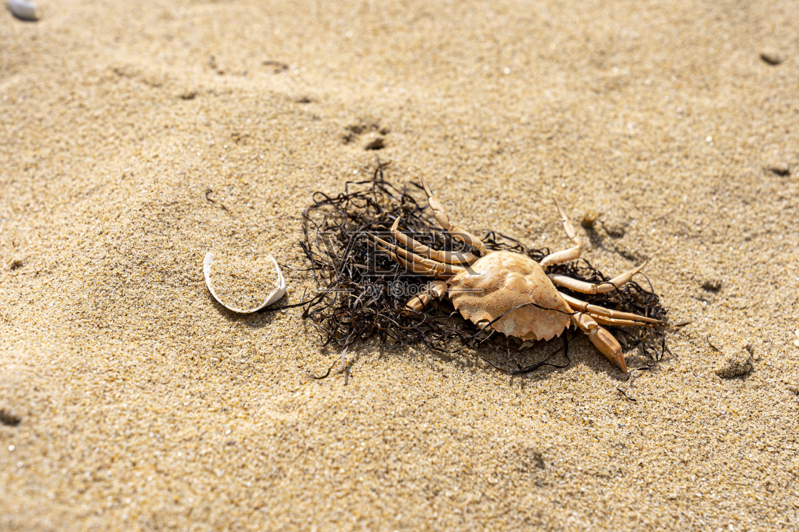 海滩上的小螃蟹和贝壳照片摄影图片
