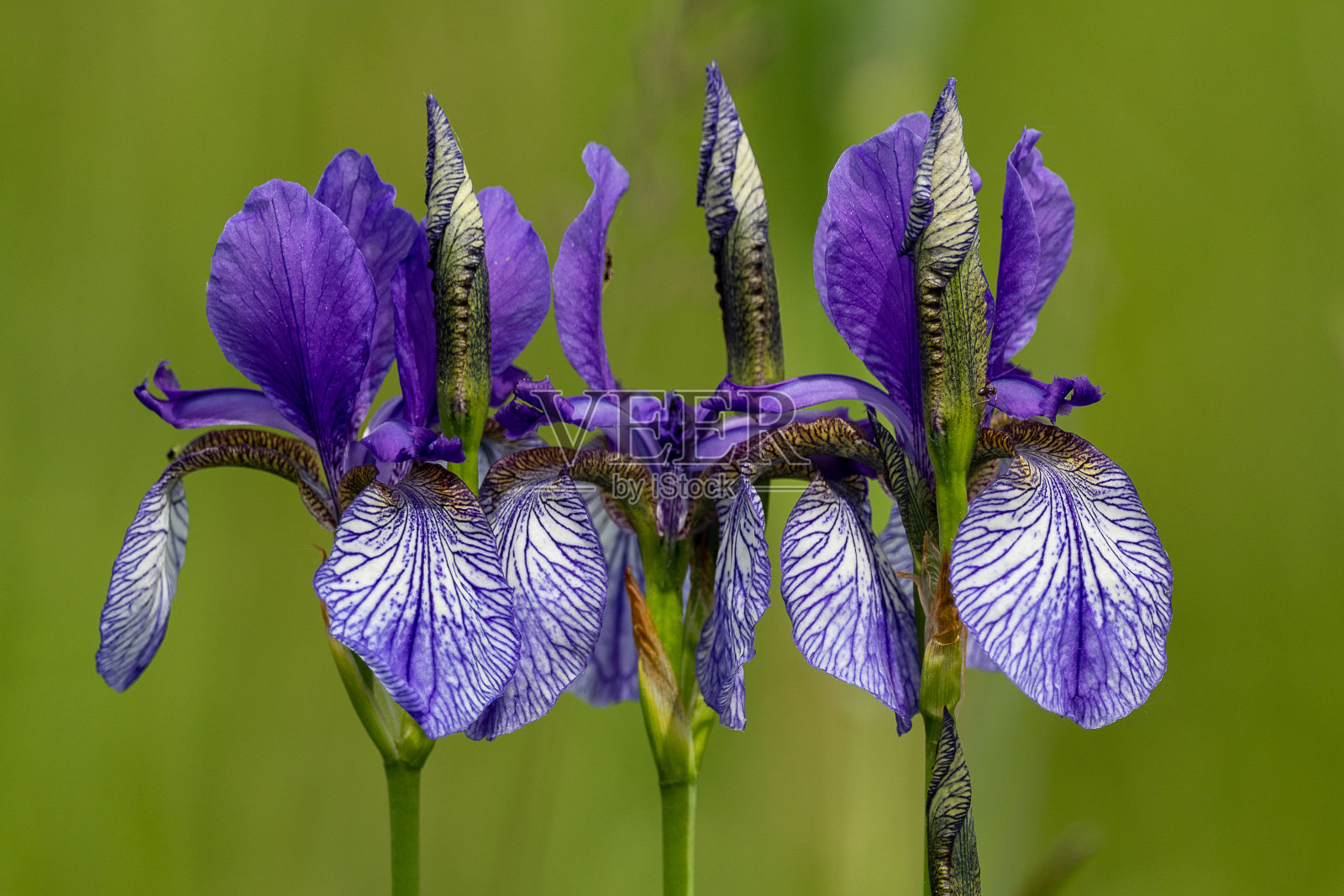 鸢尾花在Eriskirch Ried上照片摄影图片