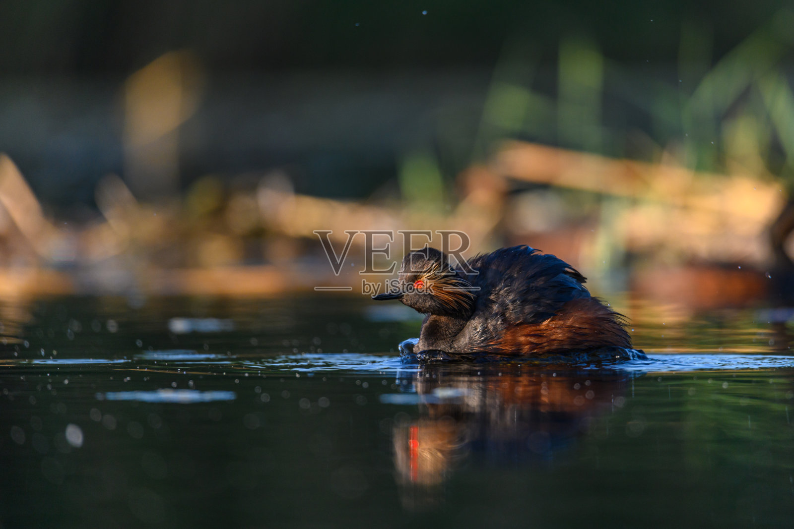 黑颈鹭，或黑颈鹭，黑颈鹭科黑颈鸟。照片摄影图片