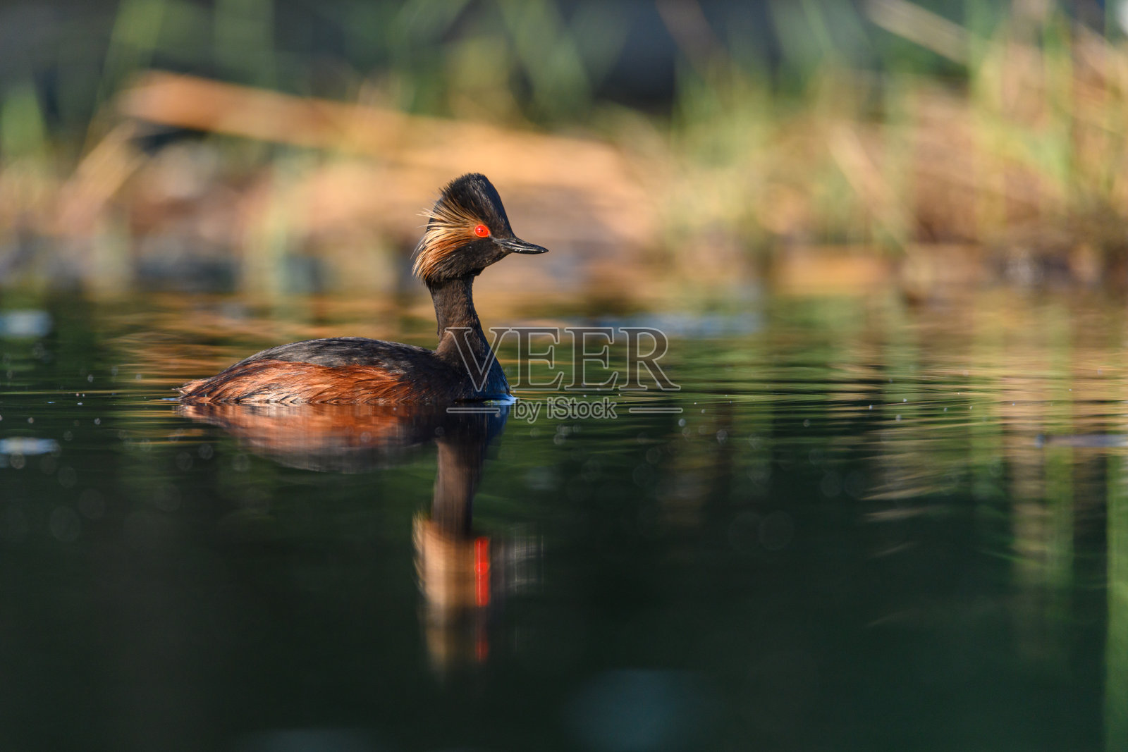 黑颈鹭，或黑颈鹭，黑颈鹭科黑颈鸟。照片摄影图片