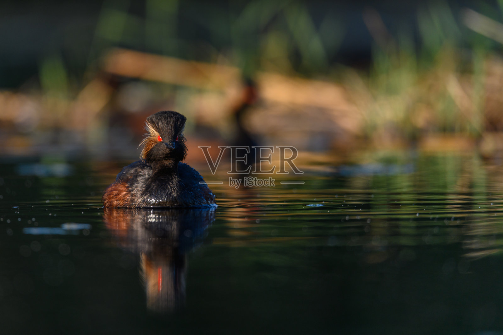 黑颈鹭，或黑颈鹭，黑颈鹭科黑颈鸟。照片摄影图片
