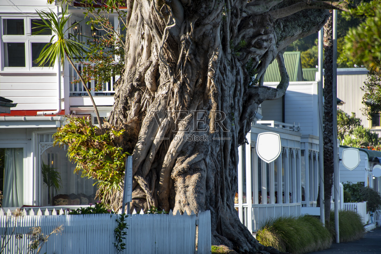 摩顿湾无花果树照片摄影图片