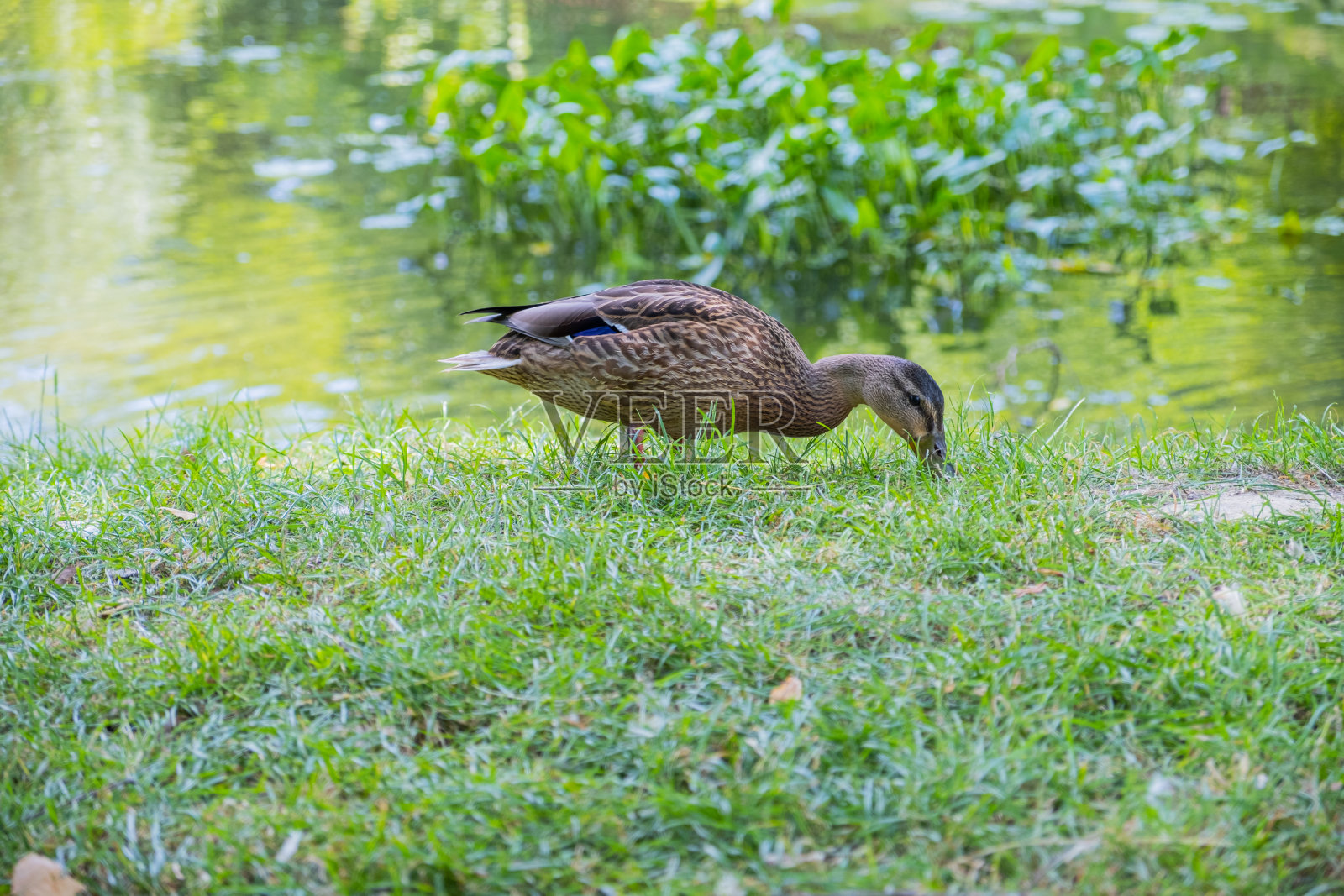 吃草的鸭子照片摄影图片