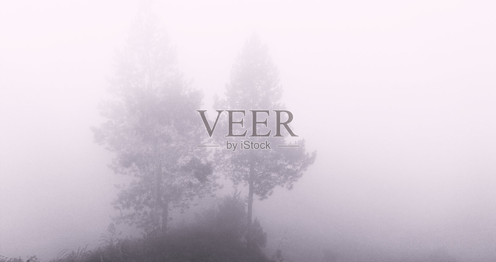 多雾森林中的松树照片摄影图片