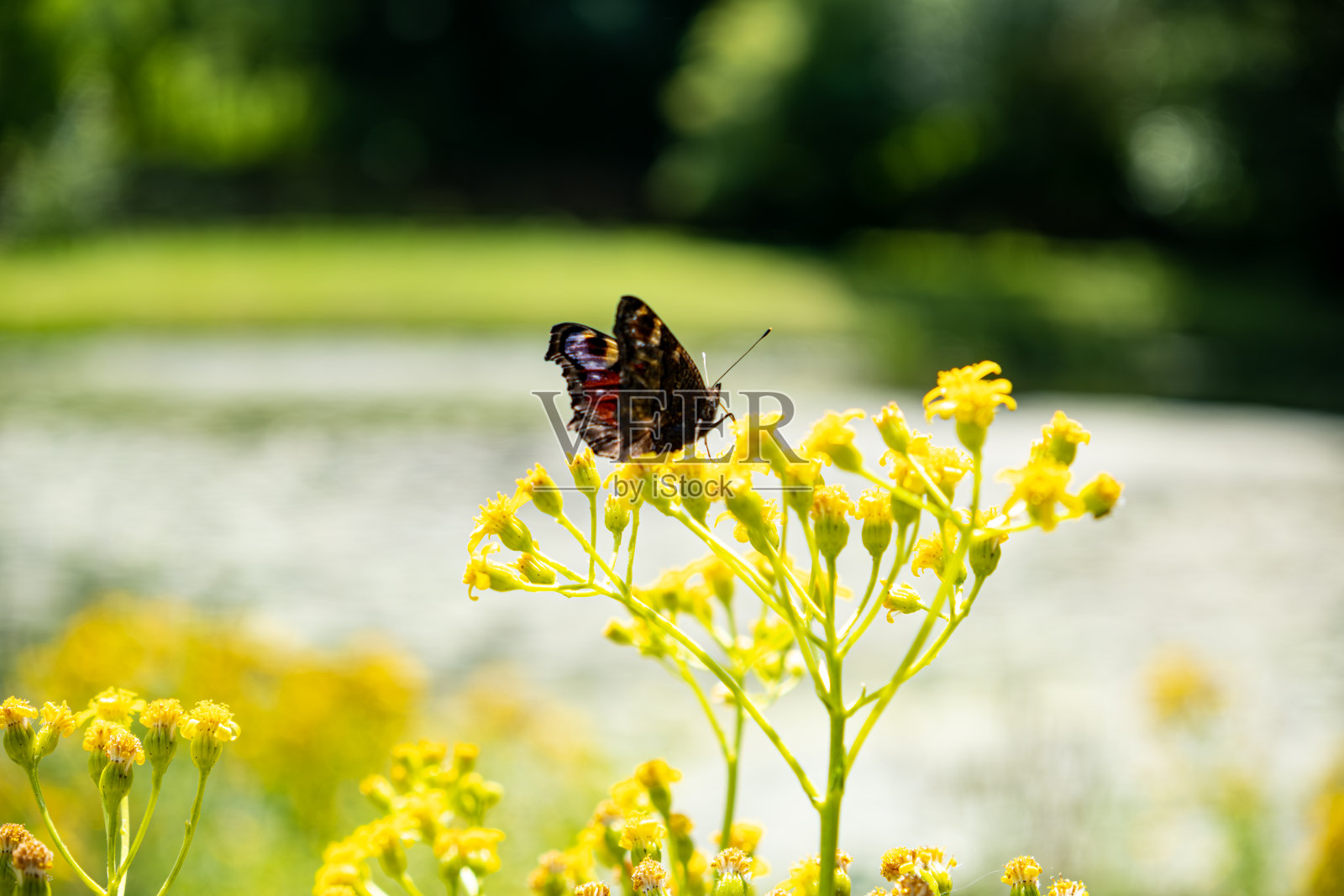 植物上一只蝴蝶的照片照片摄影图片
