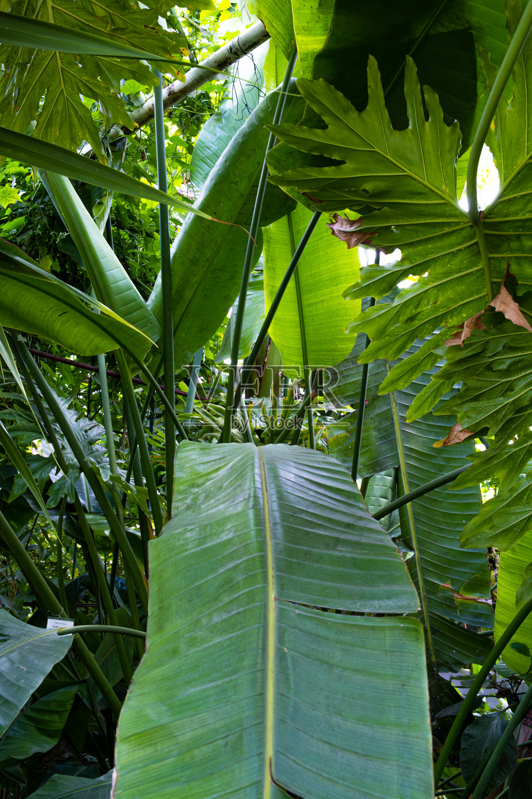 植物园里一株香蕉的照片照片摄影图片