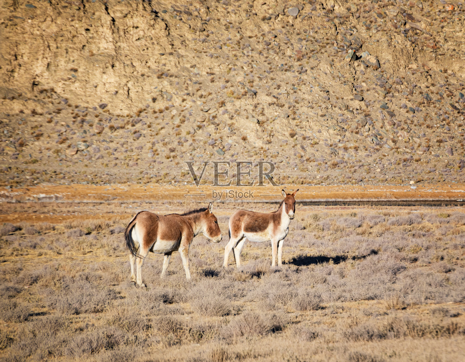 西藏的马江照片摄影图片