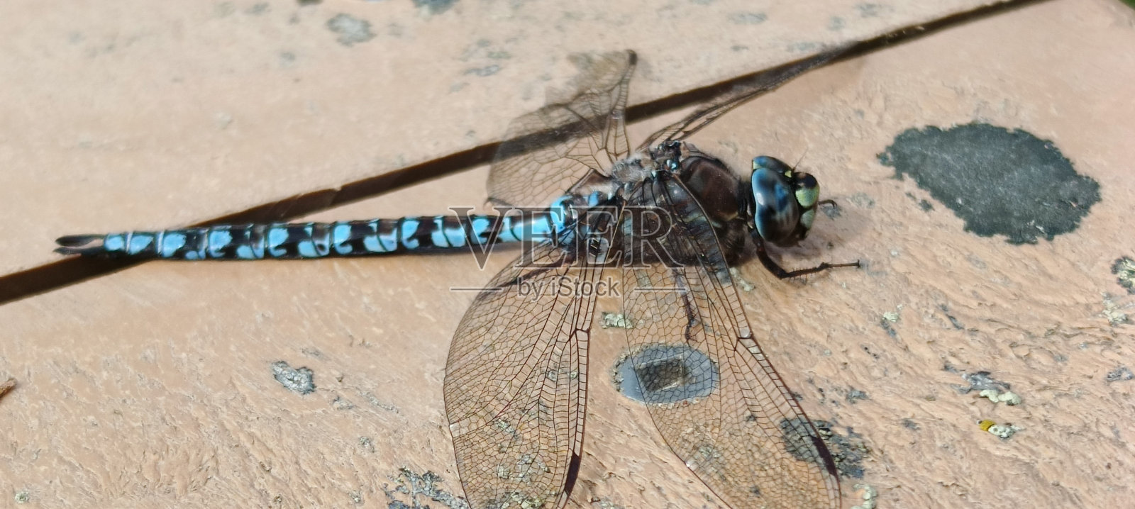 疲惫的蜻蜓照片摄影图片