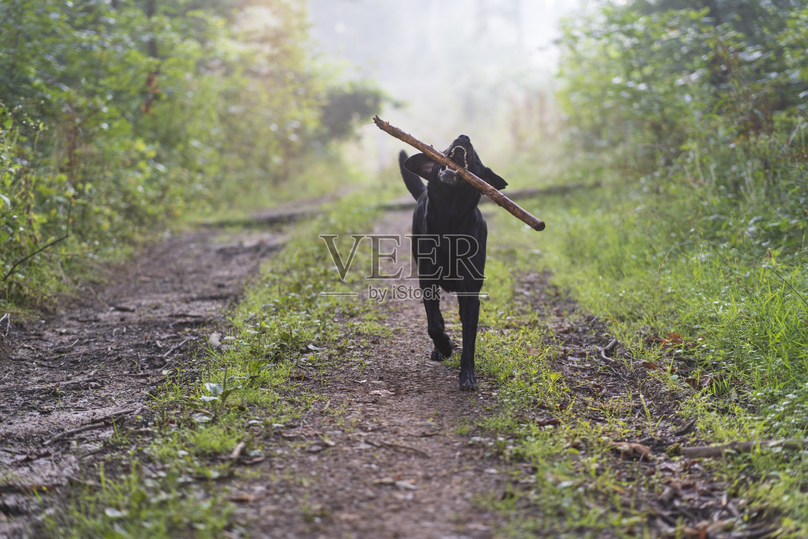 一只顽皮的黑色拉布拉多狗在森林道路上拿着一根棍子。自然环境中的宠物。狗狗生活的乐趣。照片摄影图片