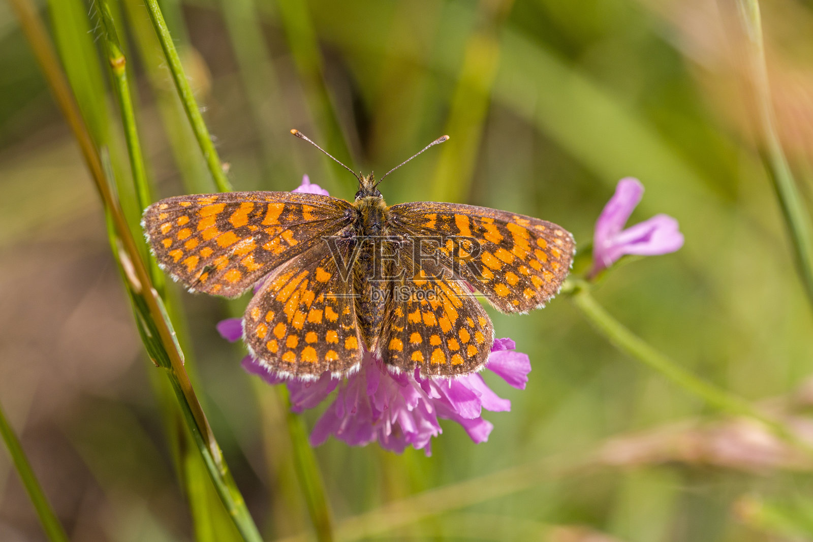 一只橙色的蝴蝶，张开翅膀，名叫希思贝母，在粉红色的花朵和绿色模糊的背景上照片摄影图片