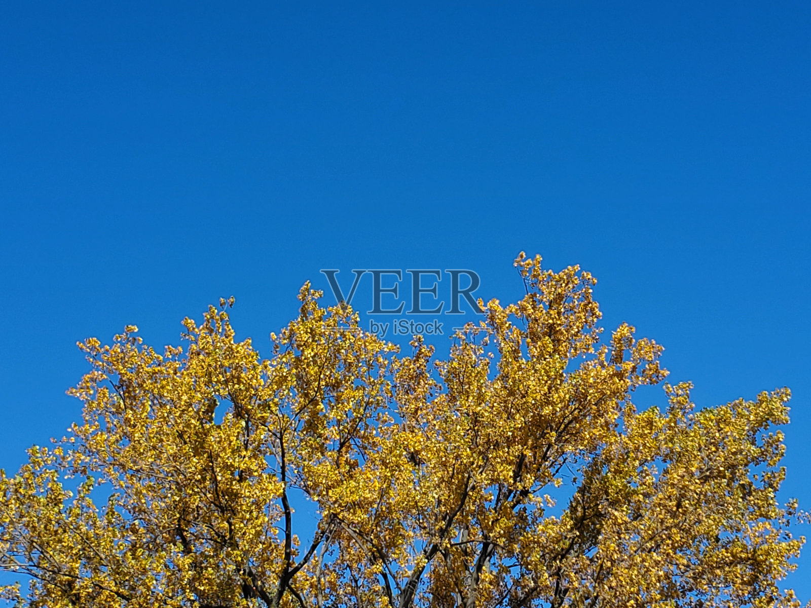 蔚蓝的天空，枫叶的秋天的颜色照片摄影图片