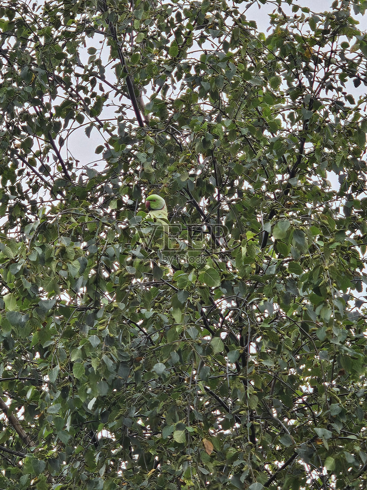 绿鹦鹉(绿鹦鹉)照片摄影图片