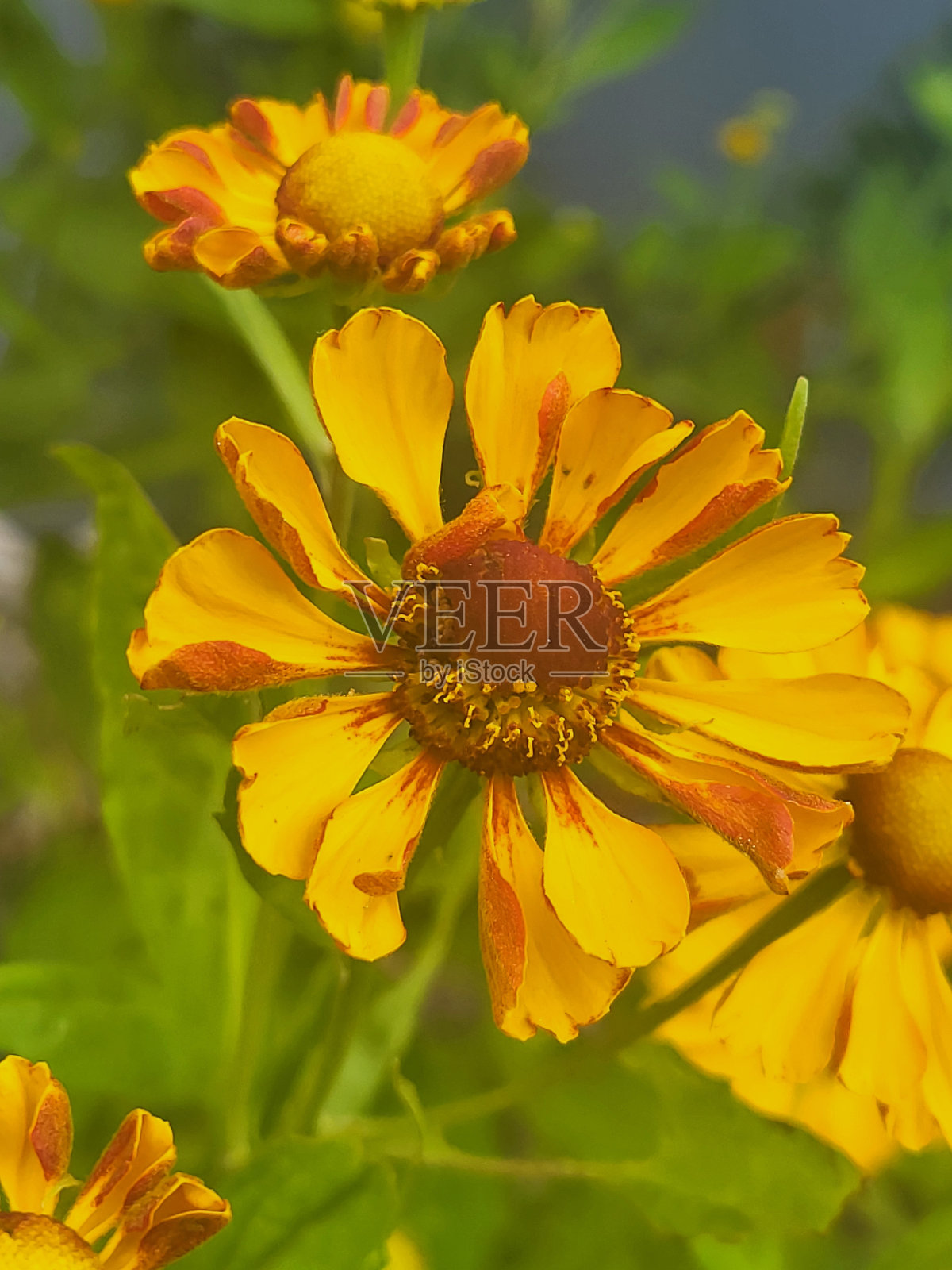 温哥华Kitsilano社区的植物和景观，摄于2024年8月照片摄影图片