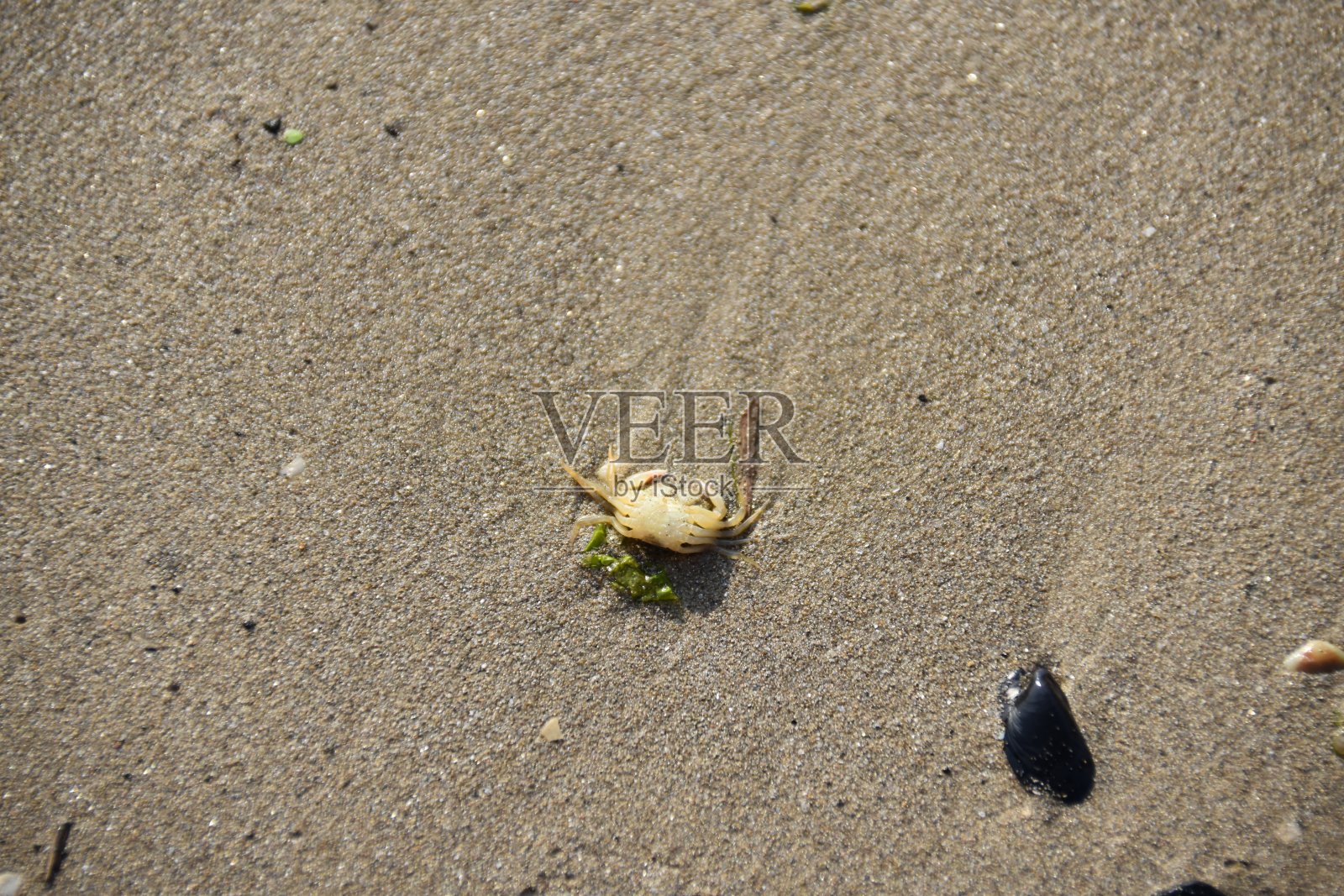 沙滩上的螃蟹照片摄影图片